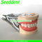 Dental Removable Standard Teeth Model supplier