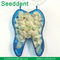 Dental Temporary Crown / Dental Crowns for Anterior and Posterior Teeth supplier