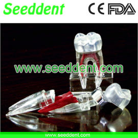 China 5X1 3D tooth model supplier