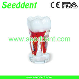 China Artwork of teeth supplier