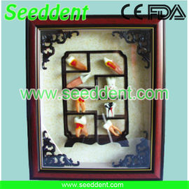 China Art teeth model supplier