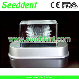 China Orthodontic transparent tooth model with long stand supplier