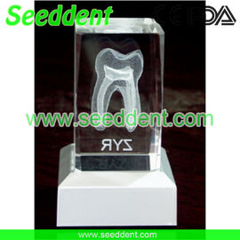 China Transparent single tooth model with square stand supplier