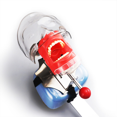 China School standards university laboratory dental tools teaching training head teeth model for simulation training supplier