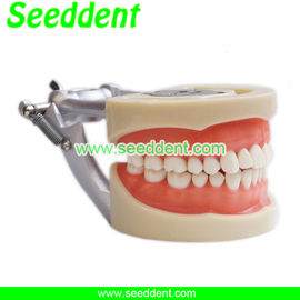 China Dental Removable Standard Teeth Model supplier