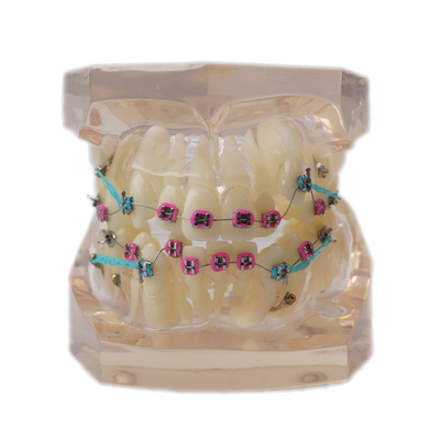 China SE-MOB8-01 Dental teeth teaching study model full Orthodontic Metal Bracket supplier
