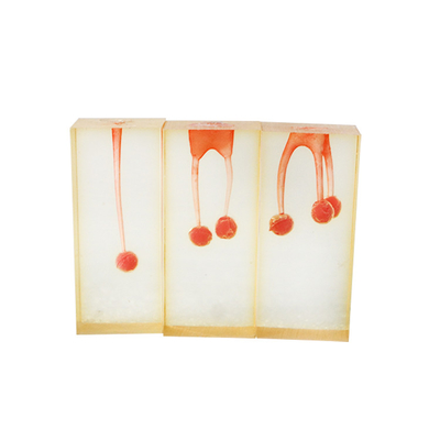China Clinic Hospital Dental Teaching Products Dental Training Tooth Endodontic Root Canal Model 3pcs/set supplier