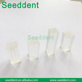 China Dental Canal Model supplier