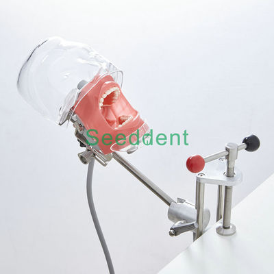 China Dental Oral Cavity Training Simple Simulation Head Teeth Model/Simple Head Model Dental Model for denture school supplier