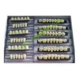 Composite Resin Teeth 6sets/box SE-W019 supplier