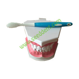 Dental Teaching Model with brush supplier