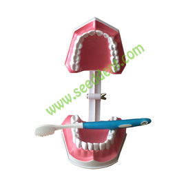 Dental Teaching Model with brush supplier