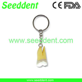 Molar tooth key chain supplier