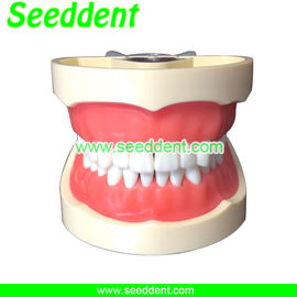 Dental Removable Standard Teeth Model supplier