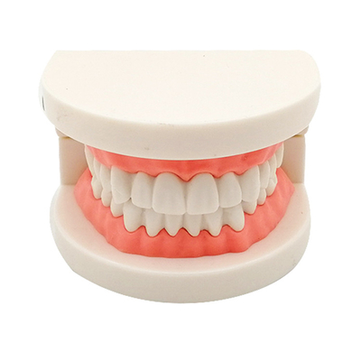 Dental Teeth Teaching Model Full Set Orthodontic Model with Metal Bracket /dental bracket Standard model of dentures supplier
