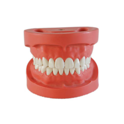 High Quality Standard Dental Teeth student Study Model  / Dental standard modle 28pcs hard gum screw fix type supplier