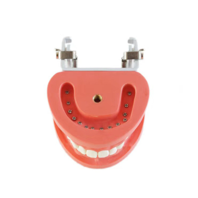 High Quality Standard Dental Teeth student Study Model  / Dental standard modle 28pcs hard gum screw fix type supplier