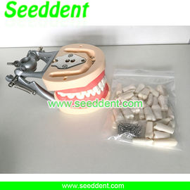 Dental Removable Standard Teeth Model supplier