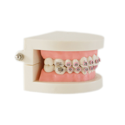 Dental Teeth Teaching Study Model Set Orthodontic Model with Metal Bracket /dental bracket Standard model of dentures supplier