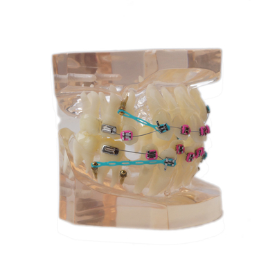 SE-MOB8-01 Dental teeth teaching study model full Orthodontic Metal Bracket supplier