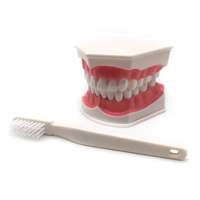 Dental teeth model / Dental G-Brushing Model supplier