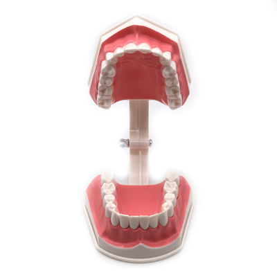 Dental teeth model / Dental G-Brushing Model supplier