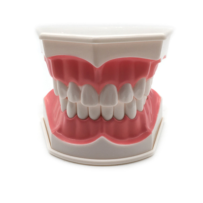 Dental teeth model / Dental G-Brushing Model supplier