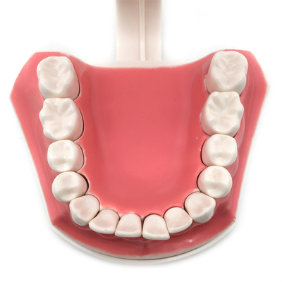 Dental teeth model / Dental G-Brushing Model supplier