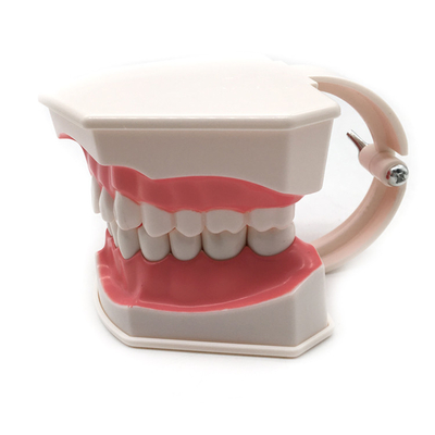 Dental teeth model / Dental G-Brushing Model supplier