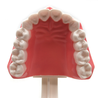 Dental teeth model / Dental G-Brushing Model supplier