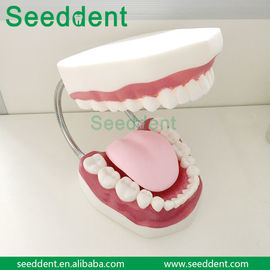 Dental study model with toothbrush supplier