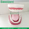 Dental study model with toothbrush supplier