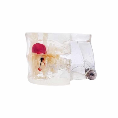 Dental University Teaching Products Dental Education Model Clear Mixed with Missing Teeth Model supplier