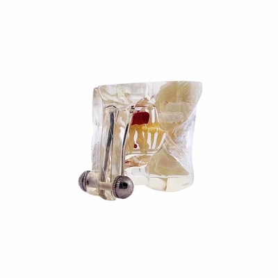 Dental University Teaching Products Dental Education Model Clear Mixed with Missing Teeth Model supplier