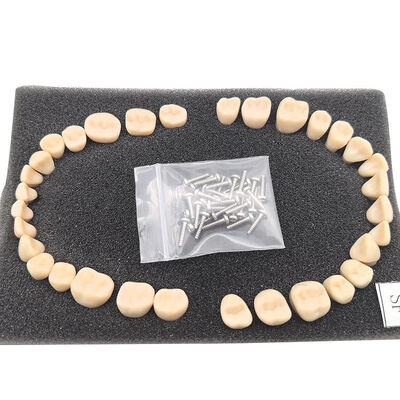 Replacement Teeth for SF Model 32 PCS Straight Root Permanent Teeth, Dental School Teaching Supplies supplier