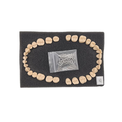Replacement Teeth for SF Model 32 PCS Straight Root Permanent Teeth, Dental School Teaching Supplies supplier