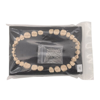 Replacement Teeth for SF Model 32 PCS Straight Root Permanent Teeth, Dental School Teaching Supplies supplier