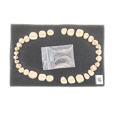 Replacement Teeth for SF Model 32 PCS Straight Root Permanent Teeth, Dental School Teaching Supplies supplier