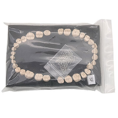 Replacement Teeth for SF Model 32 PCS Straight Root Permanent Teeth, Dental School Teaching Supplies supplier