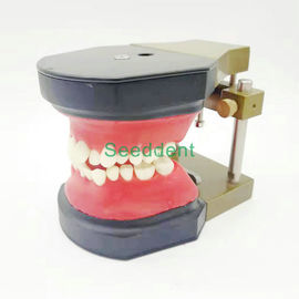 Orthodontic Typodont Dental Teeth Model / Teeth Model for training / Study Teaching Model HST-B11 supplier