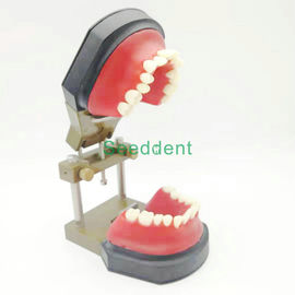 Orthodontic Typodont Dental Teeth Model / Teeth Model for training / Study Teaching Model HST-B11 supplier