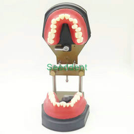 Orthodontic Typodont Dental Teeth Model / Teeth Model for training / Study Teaching Model HST-B11 supplier