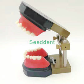 Orthodontic Typodont Dental Teeth Model / Teeth Model for training / Study Teaching Model HST-B11 supplier