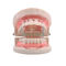2021 New Dental Supply Plastic Disposable Lip Opener Intraoral Orthodontic Cheek Retractor Mouth Opener SE-U027/SE-U028 supplier