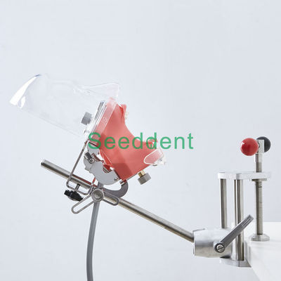 Dental Oral Cavity Training Simple Simulation Head Teeth Model/Simple Head Model Dental Model for denture school supplier